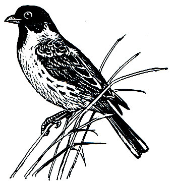 . 297.   (Emberiza schoeniclus)