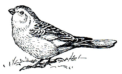 . 298.  (Plectrophenax nivalis)