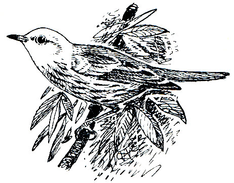 . 299.   (Dendroica petechia)