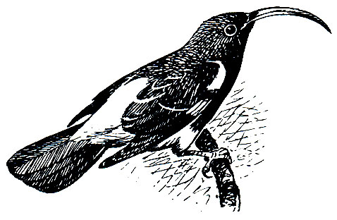 . 300.   Drepanis pacificus