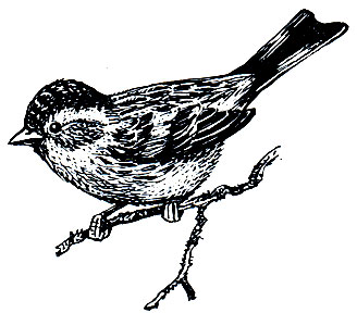 . 302.  (Spinus spinus)