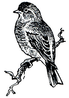 . 303. ,  (Acanthis cannabina)