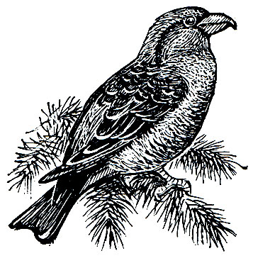 . 305. - (Loxia curvirostra)