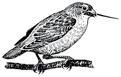 . 306.    (Camarhynchus pallidus)