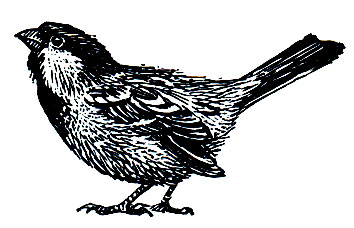 . 307.   (Passer domesticus)