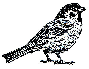 . 309.   (Passer montanus)