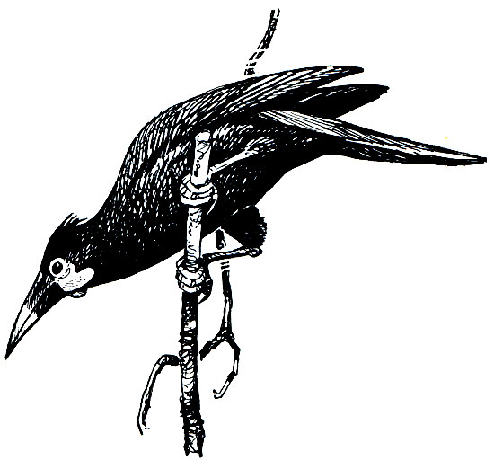 . 311. - (Gymnostinops montezuma)