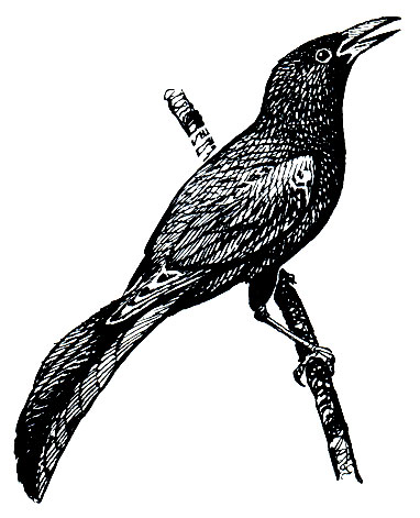 . 310.   (Cassidix mexicanus)