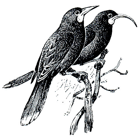 . 313.   (Heterolacha acutirostris):  - ,  - 