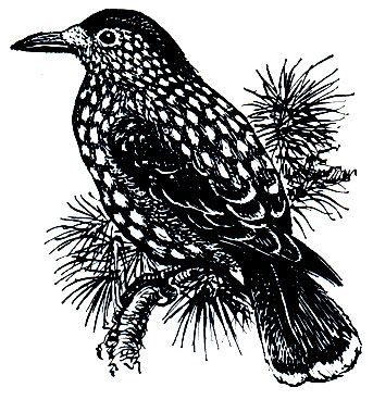 . 317.  (Pyrrhocorax pyrrhocorax)