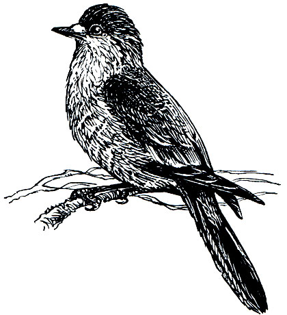 . 315. ,   (Cractes infaustus)