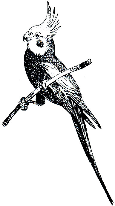  196.   (Nimphicus hollandicus)