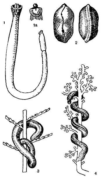 . 1. 1 -  (Chaetoderma nitidulum), 1 -  ,     (); 2 -  (Neomenia),     ()     (); 3, 4 -  ,     ; 3 -  (Rhopalomenia aglaopheniae); 4 -  (Myzomenia)