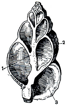 . 5.     Buccinum undatum.    (1),    (2)     -  (3)