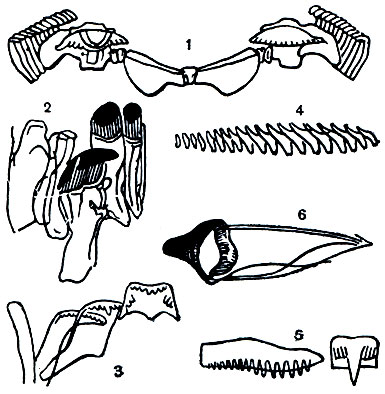 . 7.      : 1 - Neritina -     ; 2 - Patella -     ; 3 - Bithynia -      ; 4 - Scalaria -      ; 5 - Mitra -      ; 6 - Conus -   