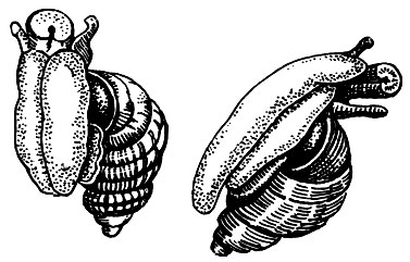 . 12.  (Cyclostoma,  Pomatias elegans)    