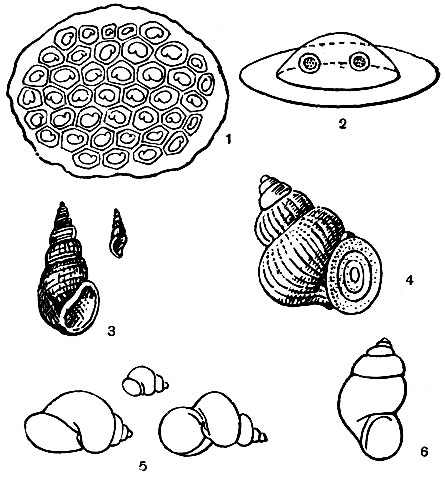 . 13. 1 -   Littorina obtusata; 2 -    Littorina littorea; 3 - Rissoa costata ( -   ,  - ); 4 -  (Hydrobia steini); 5 -     Hydrobidae ( - Kobeltocochlea maxima,   - 17-21 ,    - Benedictia fragilis,   - 40-50 ); 6 -  (Bithynia leachi)