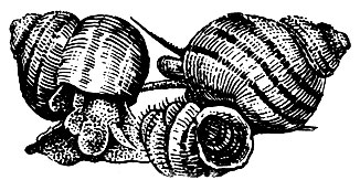 . 14. ,    (Viviparus contectus)