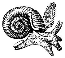 . 15.  (Valvata cristata),   