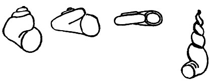 . 16.        .  : Valvata piscinalis  v. fluviatilis (    ); Valvata brandti (,  ); Valvata cristata (     )