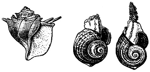 . 18.  -  (Tiphobia horei);  -       (Ampullaria gigas)