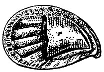 . 19.  (Crepidula farnicata) -   