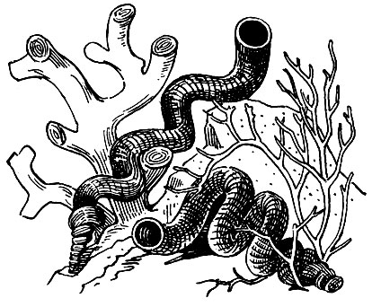 . 20.  (Vermetus lumbricalis)