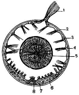 . 23.    (): 1 - ; 2 -  ,  ; 3, 4 -  ; 5 - ; 6  8 -  ; 7 -   