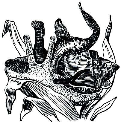 . 26.  (Strombus lentiginosis)