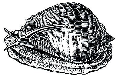. 27.  (Cassis cornuta)