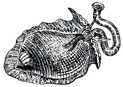 . 28.   (Dolium perdix)
