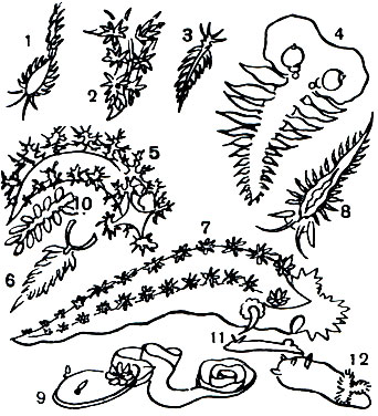  4.  : 1 - Corypheiia rufibrancnialis; 2 - Hermissenda crassicornis; 3 - Eubranchus (Galvina) flava; 4 - Tethys fimbria; 5 - Denbronotys arborescens; 6 - Hermaenia macylosa; 7 - Tritonia hombergi; 8 - Berghia coerulescens; 9 - Doris pilosa  ; 10 - Doto coronatoa; 11 - Chromodoris coerulea; 12 - Triopha carpenter