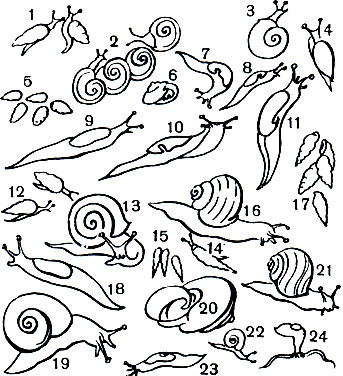  5.  : 1 - Jaminia potaniniana; 2 - Helicella candacharica; 3 -   (Bradybaena fruticum); 4 -  (Succinea putris); 5 - Pup ilia muscorum; 6 - Perforatella bidens; 7 -   (Deroceras agrestis); 8 - Arion subfuscus; 9 - Arion empiricorum; 10- Limax maximus; 11 - Arion maximus; 12 - Gochlicopa lubrica; 13 - Theba fruticum; 14 - Ena obscura; 15 - Iphigena ventricosa; 16 - Cepaea nemoralis; 17 - Zebrina cylindrica; 18 - Gigantomilax kollyi; 19 - Bradybaena maacki; 20 - Caucasotachea atrolabiata; 21 - Helix vulgaris; 22 - Vallonia costata; 23 - Philomycus bilineatus; 24 - Trigonochlamys imitatrix