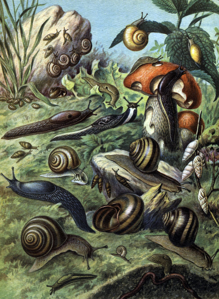  5.  : 1 - Jaminia potaniniana; 2 - Helicella candacharica; 3 -   (Bradybaena fruticum); 4 -  (Succinea putris); 5 - Pupilia muscorum; 6 - Perforatella bidens; 7 -   (Deroceras agrestis); 8 - Arion subfuscus; 9 - Arion empiricorum; 10 - Limax maximus; 11 - Arion maximus; 12 - Gochlicopa lubrica; 13 - Theba fruticum; 14 - Ena obscura; 15 - Iphigena ventricosa; 16 - Cepaea nemoralis; 17 - Zebrina cylindrica; 18 - Gigantomilax kollyi; 19 - Bradybaena maacki; 20 - Caucasotachea atrolabiata; 21 - Helix vulgaris; 22 - Vallonia costata; 23 - Philomycus bilineatus; 24 - Trigonochlamys imitatrix