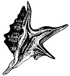 . 29.  ' ' (Aporrhais pes pelicani)