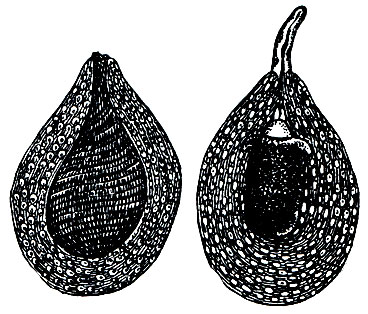 . 30.  (Pyrula)