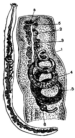 . 35.   Entoconcha mirabilis     Lapidoplax digitata:  -     ;  -       (  ). 1 -   ; 2 -        ()   ()  ; 3 -      ; 4 -      ; 5 -  ; 6 -  