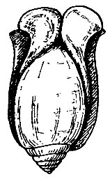 . 42.  (Actaeon tornatilis),    