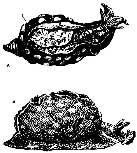 . 44.  ,   (Aplysia depilans):  -  ; 1 - ;  -  