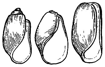 . 45.   ,     :  - Retusa pertenius var. turrita;   - Phyline lima;  - Cylichna alba