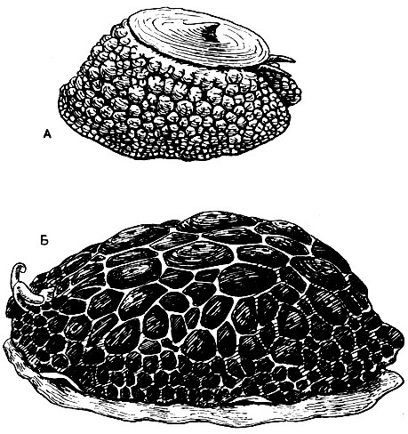 . 46.  -   (Umbrella mediterranea);  -  (Pleurobranchus testudinalis)
