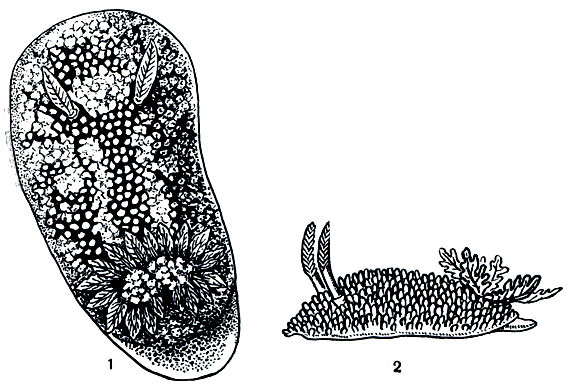 . 47. 1 -  (Doris verrucosa); 2 -  (Acanthodoris pillosa),  