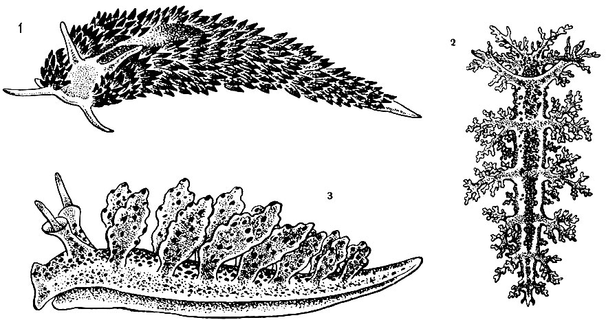 . 48. 1 -  (Aeolis papillosa); 2 -  (Dendronotus frontosus); 3 -  (Idulia coronata)