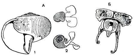. 50. ,   (Spiratella,  Limacina) ()  Cavolinia tridentata (): 1 - ; 2 -   