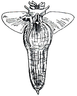 . 51.  (Clione limacine)