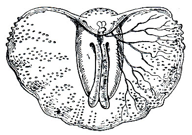 . 52.  (Cleba coronala - Tiedemania neapolitana)