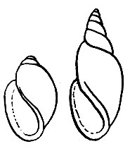 . 56.  ()  :  -  (Physa fontinalis);  -  (Aplexa hypnorum)