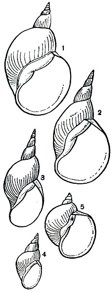 . 58.       Lymnaea stagnalis: 1 -  ; 2 - var. ampliata; 3 - var. subula; 4 - var. arenaria; 5 - var. bodamica