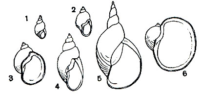 . 59.   : 1 - Galba truncatula; 2 - Radix peregra; 3 - R. ovata; 4 - Stagnicola palustris; 5 - S. stagnalis; 6 - Radix auricularia