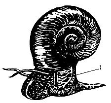 . 61.   (Coretus corneus).     (1)